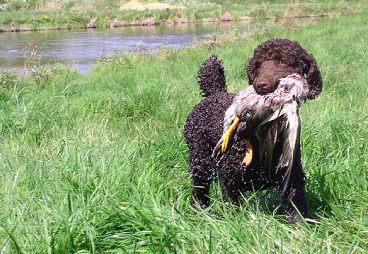 standard poodle retriever