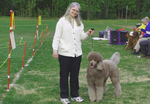 Silver Beige Poodle Puppies