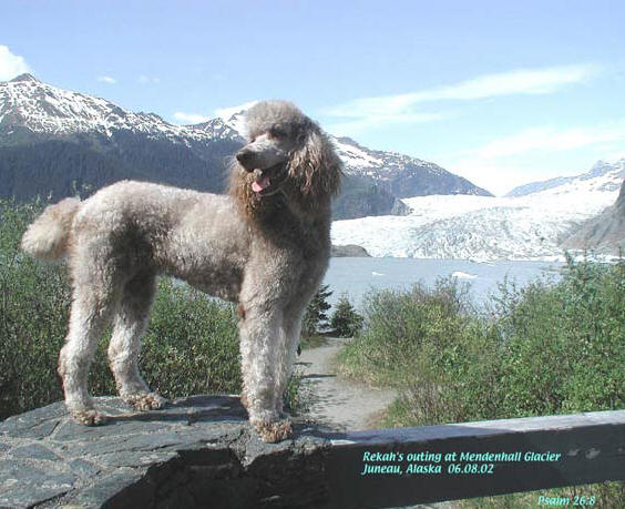 iditarod poodles