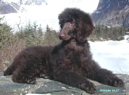 Choco Poodle