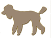 cafe au lait standard poodle