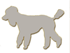 Silver Standard Poodle