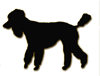 Black Standard Poodle