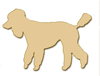 apricot standard poodle